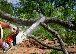 Professional Tree Care in Richton, MS