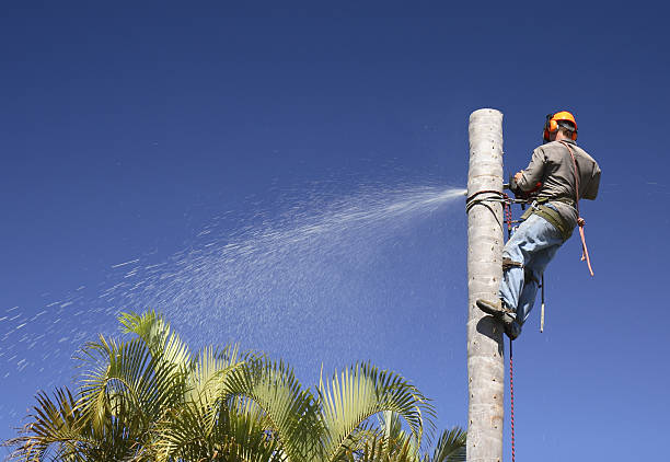 Leaf Removal in Richton, MS