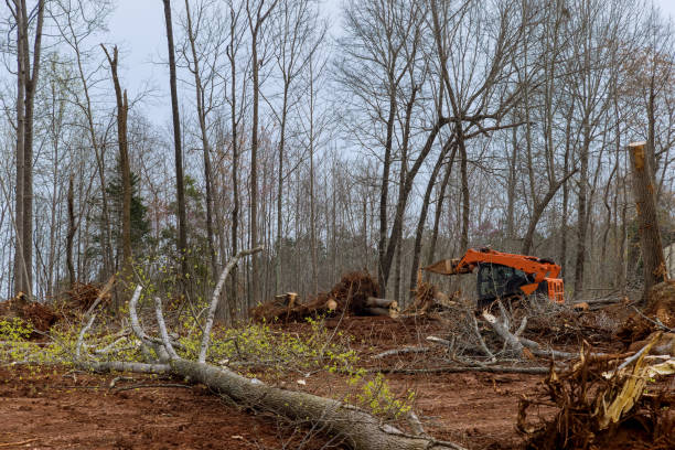 Best Tree Removal  in Richton, MS