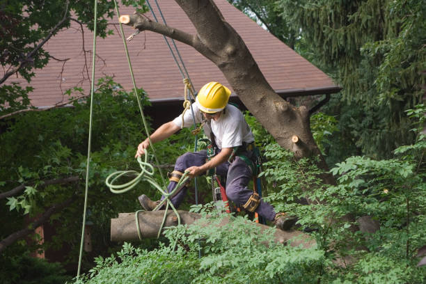 Best Tree Preservation Services  in Richton, MS